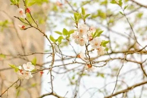 春春草在线观看,在线观看,探寻青春的绿色篇章  第3张 春春草在线观看,在线观看,探寻青春的绿色篇章  第3张