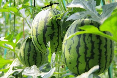 吃瓜全集免费版,揭秘娱乐圈幕后真相,带你领略明星们的真实生活  第3张 吃瓜全集免费版,揭秘娱乐圈幕后真相,带你领略明星们的真实生活  第3张