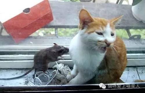 河南都市爆料猫咪事件视频,温情与争议交织的救助瞬间  第2张 河南都市爆料猫咪事件视频,温情与争议交织的救助瞬间  第2张