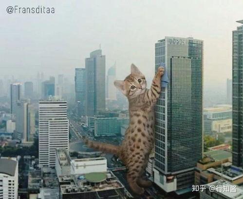 河南都市爆料猫咪事件视频,温情与争议交织的救助瞬间  第3张 河南都市爆料猫咪事件视频,温情与争议交织的救助瞬间  第3张