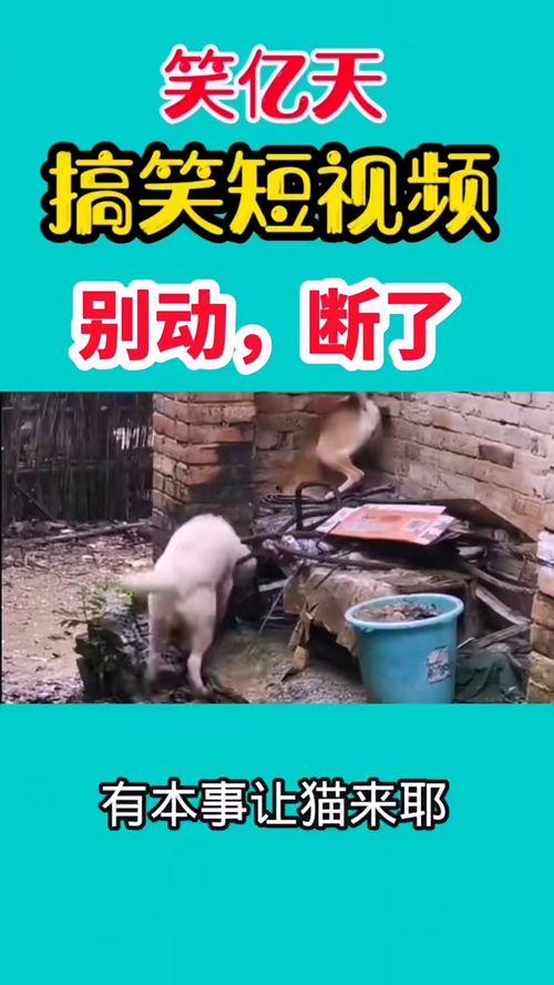 好玩的爆料搞笑视频,笑料横生!揭秘热门搞笑视频幕后趣事