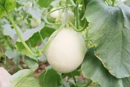 阳春网红吃瓜事件,揭秘网络舆论背后的真相与争议  第3张 阳春网红吃瓜事件,揭秘网络舆论背后的真相与争议  第3张